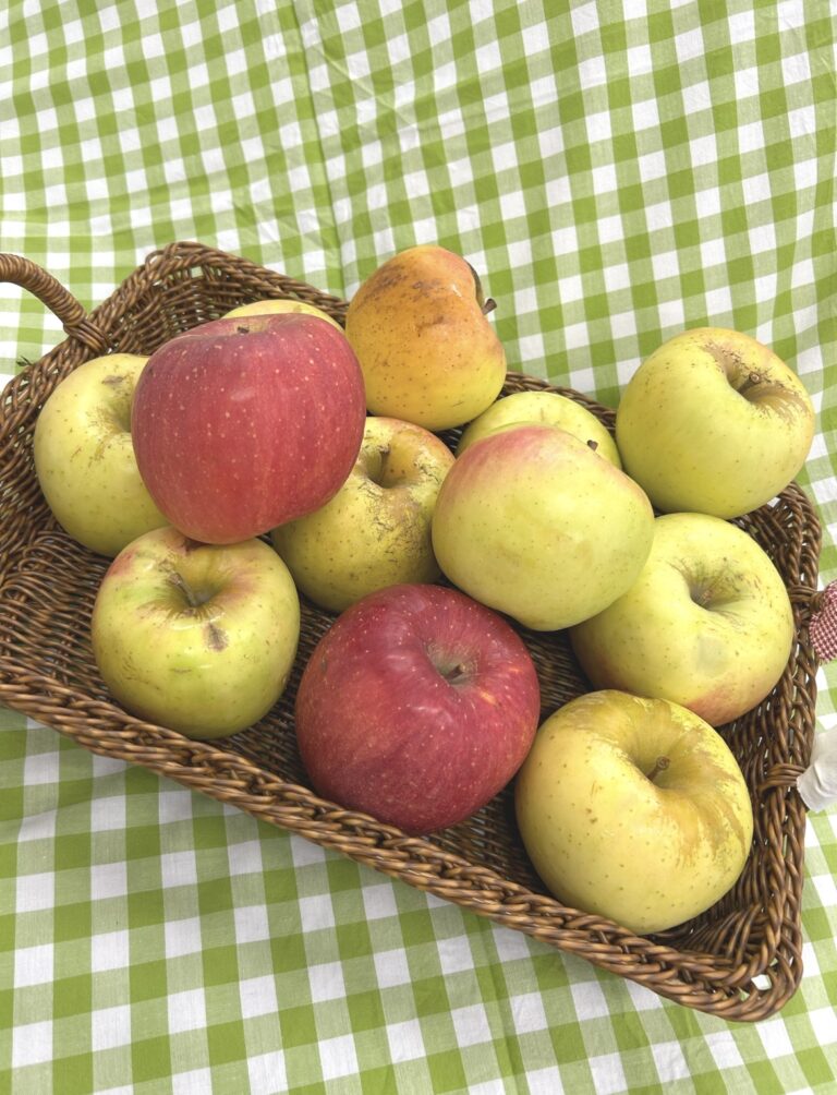 【医療保健学部　栄養学科】りんごのレシピ開発に取り組みました